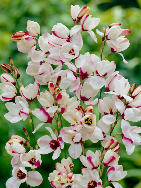 Acheter Ixia Spotlight aus Holland, expédition vers la France à l'automne