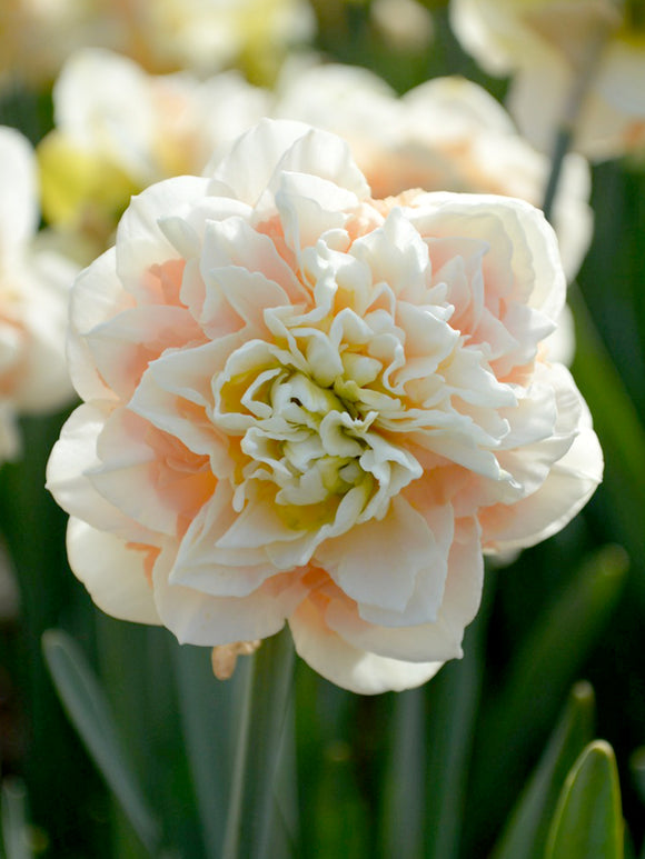 Jonquille Pom Pom Rose