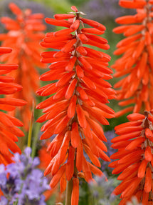 Kniphofia (Tison de Satan, Tritoma) Elvira