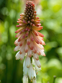 Kniphofia (Tison de Satan, Tritoma) Orange Vanilla Popsicle