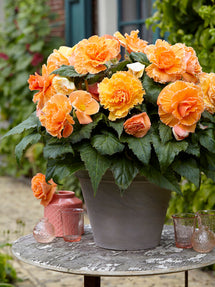 Bégonia Picotee Lace Apricot