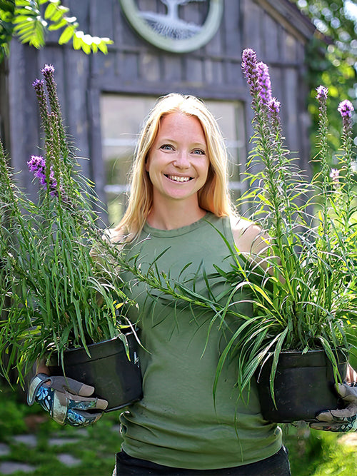Commandez vos Liatris pour les recevoir au printemps !