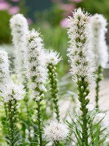 Liatris Spicata Alba