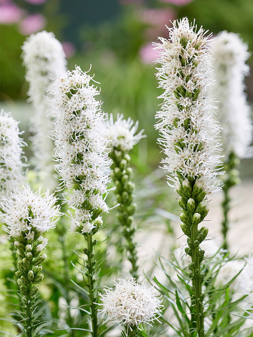 Commandez vos Liatris Spicata Alba pour les recevoir au printemps !