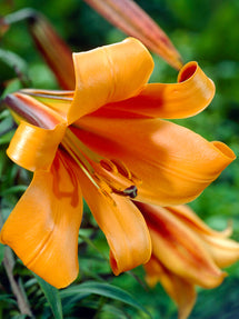 Lys African Queen