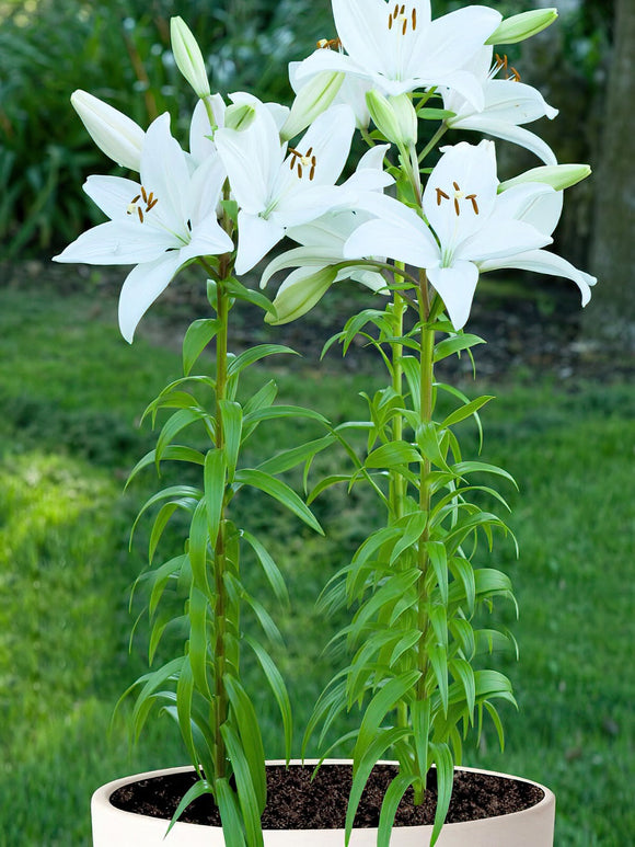 Lilium asiatique Bright Diamond - bulbes