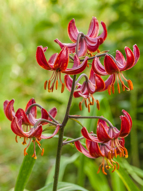 Lys Claude Shride