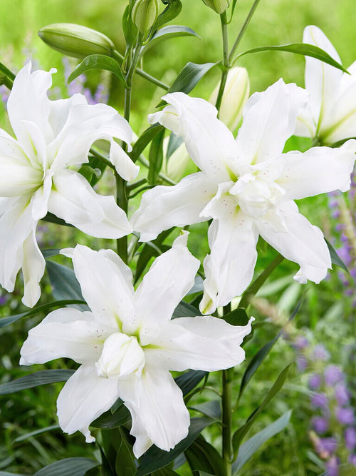 Lys orientaux Lotus Beauty