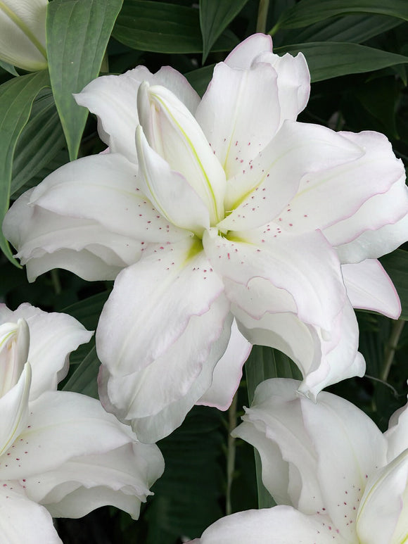 Lis Orientaux; Lilium Lotus Beauty