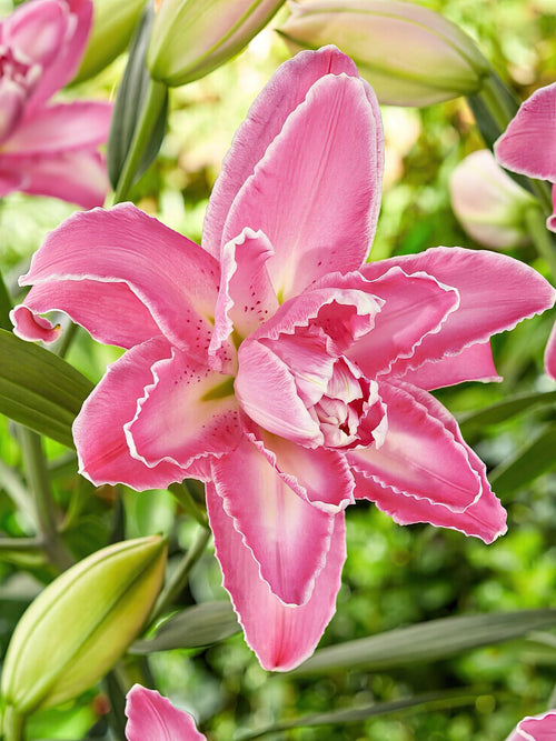 Lys Lilium Lotus Wonder bulbes