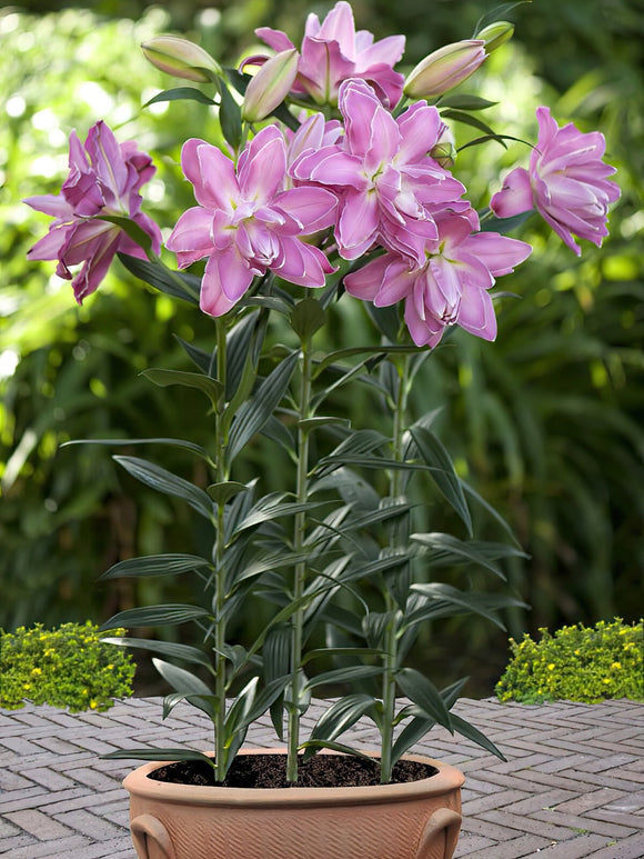 Lys Lotus Wonder ; Acheter des bulbes de fleurs et des plantes vivaces en ligne