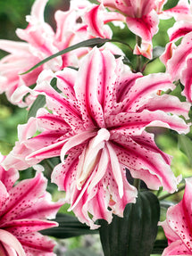 Lys Magic Star