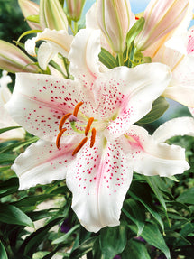Lys Muscadet