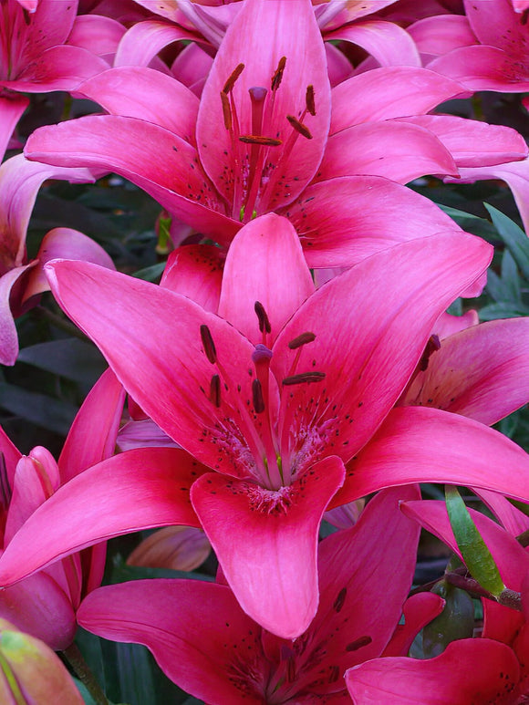 Lily Pink County