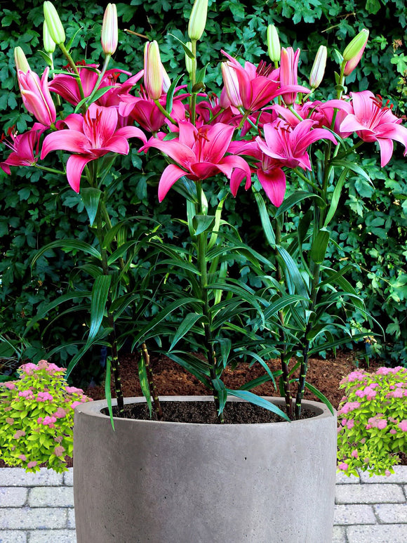 Buy Lily Pink County Bulbs