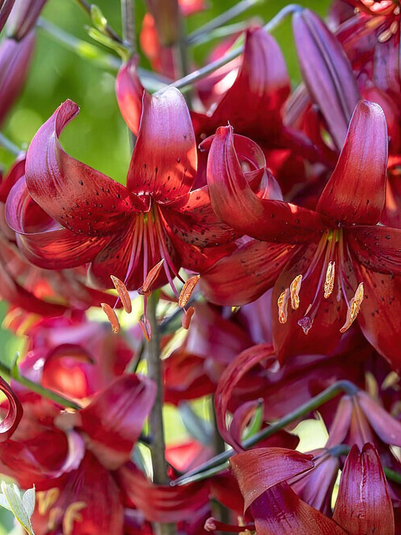 Acheter Lys Red Velvet aus Holland