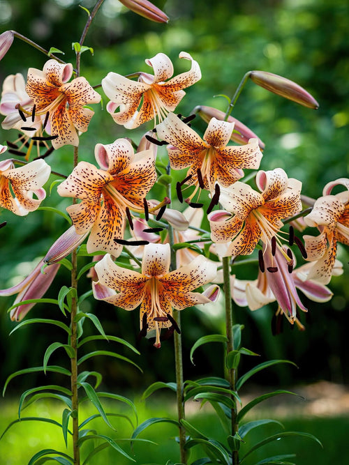 Lys Tiger Babies