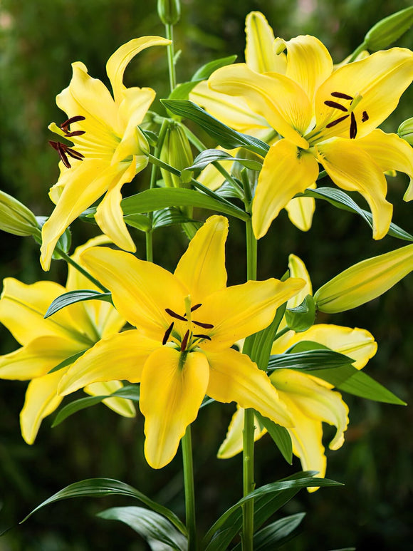 Lys Yellow Power