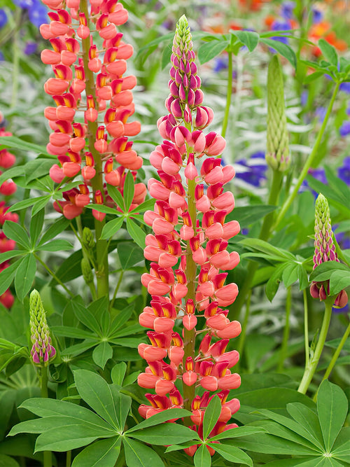 Lupin My Castle - Expédié sous forme de racines nues au printemps