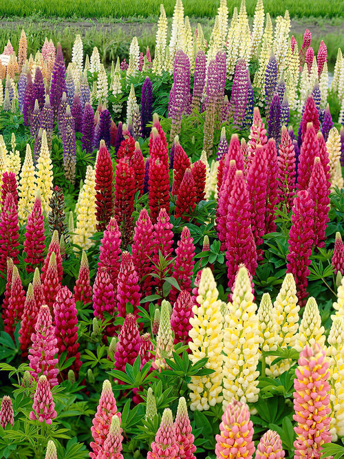 Hybrides de Lupin Russell (Lupinus) - Achat Racines nues 