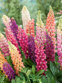 Hybrides de Lupin Russell
