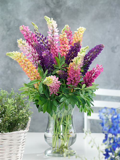 Hybrides de Lupin Russell (Lupinus)