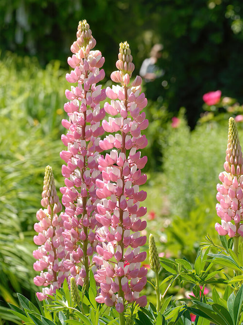 Lupin The Chatelaine - Expédié sous forme de racines nues au printemps