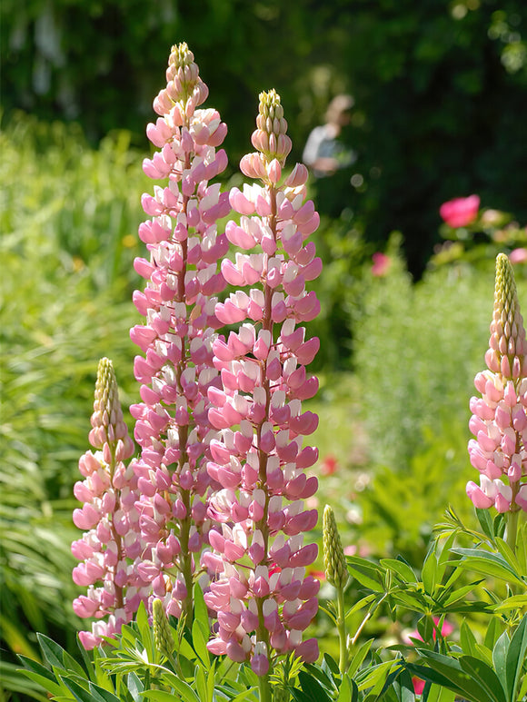 Lupin The Chatelaine - Expédié sous forme de racines nues au printemps