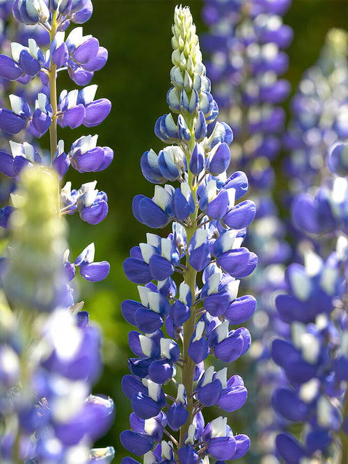 Lupin The Governor (Lupinus) - Expédié sous forme de racines nues au printemps