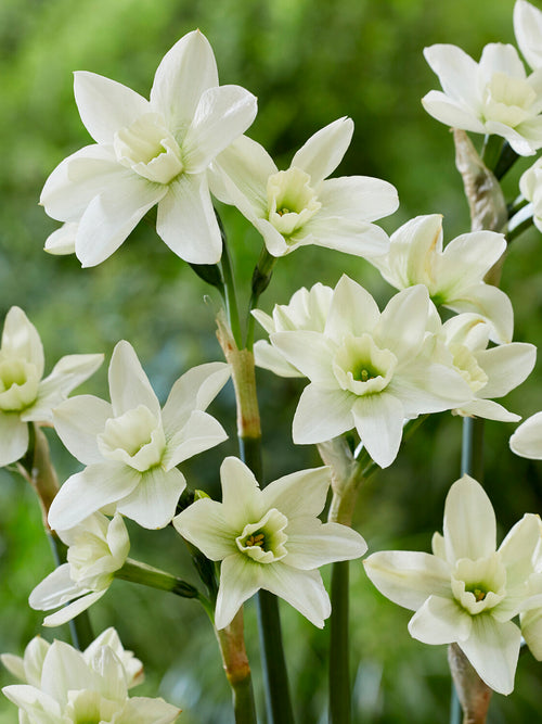 narcisse Polar Hunter vert pâle fleur