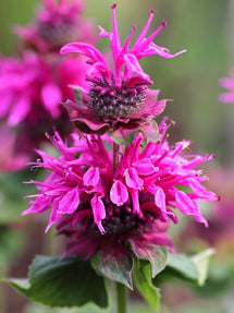 Monarde Bee-Free (Bee Balm)