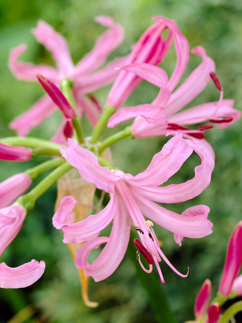 Nerine Bowdenii