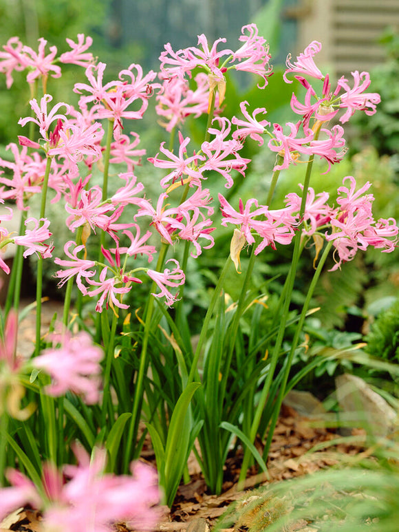 Acheter Nerine Bowdenii 