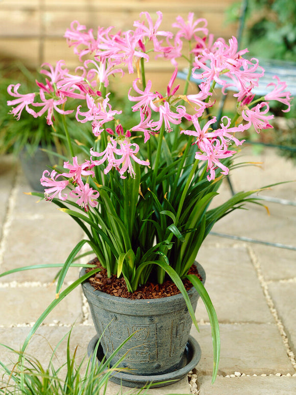 Nerine Bowdenii 