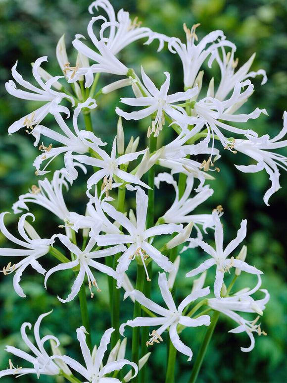 Acheter Nerine Bowdenii Alba 