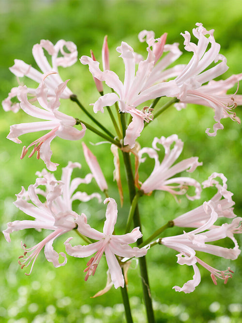 Acheter Nerine Bowdenii Vesta 