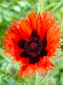 Papaver Curlilocks (Pavot oriental)