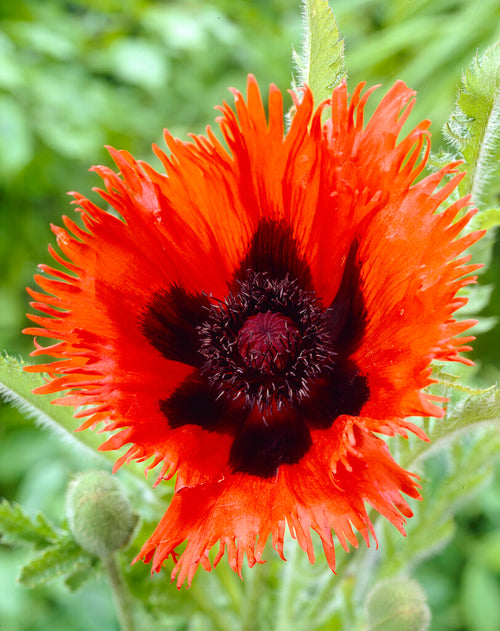 Papaver Curlilocks (Pavot oriental) -Expédié sous forme de racines nues au printemps