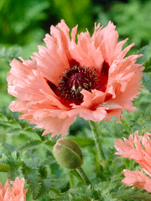 Papaver Forncett Summer (Pavot oriental)