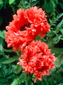 Papaver Garden Glory (Pavot oriental)