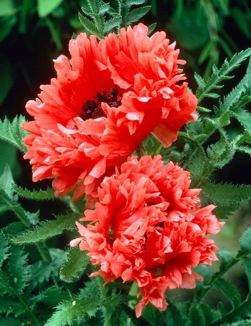 Papaver Garden Glory (Pavot oriental) - Expédié sous forme de racines nues au printemps