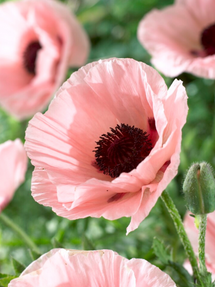 Papaver Paradiso (Pavot oriental)