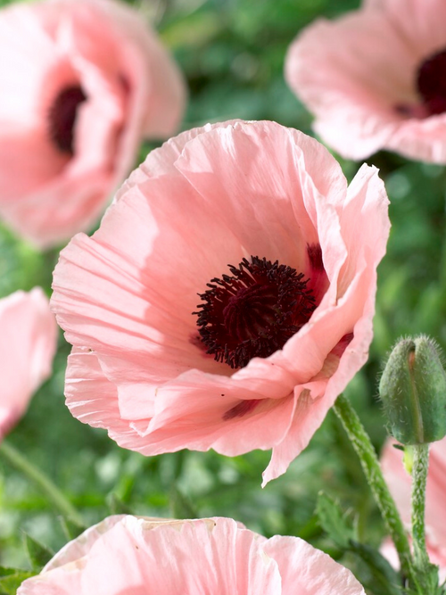 Papaver Paradiso (Pavot oriental) - Expédié sous forme de racines nues au printemps