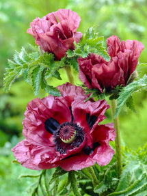 Papaver Patty's Plum (Pavot oriental)