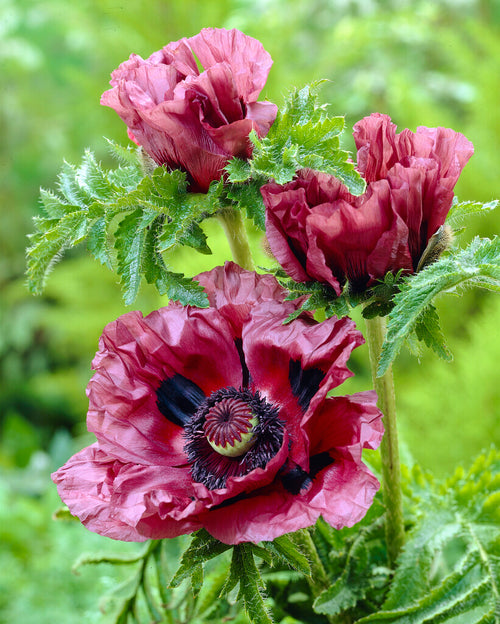 Papaver Patty's Plum (Pavot oriental) - Expédié sous forme de racines nues au printemps