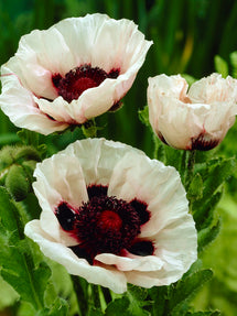 Papaver Perry's White (Pavot oriental)