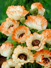 Papaver Picotee (Pavot oriental)