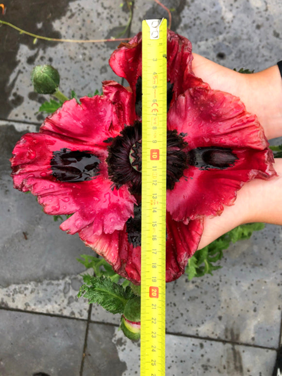 Papaver Red Rumble (Pavot oriental)