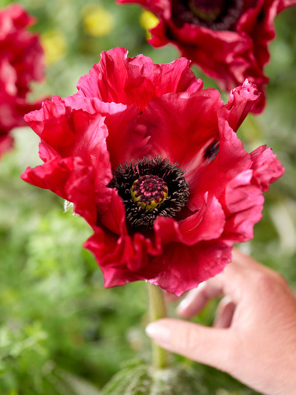 Papaver Red Rumble (Pavot oriental)