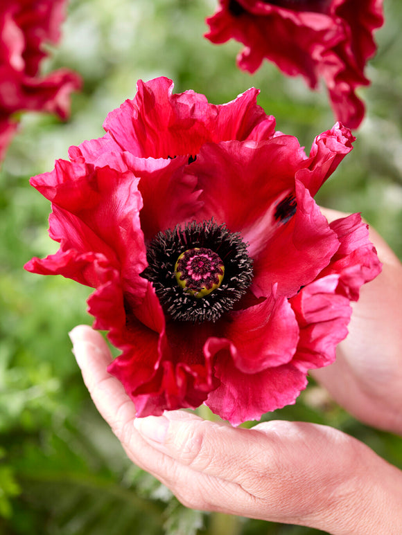 Papaver Red Rumble (Pavot oriental)